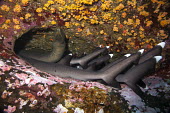 Group of whitetip reef sharks gathered in rock crevice with eel Animals,Baja California,Islas Revillagigedo,Mxico,North America,Pacific Ocean,Photography,Roca Partida,Wide Angle Photography,Wild,diving,nature,ocean,tourism,travel,underwater,Triaenodon,Animalia,Ca