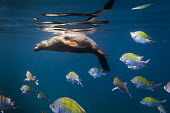 Californian sea lion swimming at surface, with fish shoal Animals,Baja California,La Paz,Los Islotes,Mxico,North America,Photography,Sea Lions,Sea of Cortez,Wide Angle Photography,Wild,nature,ocean,tourism,travel,underwater,wildlife,Chordates,Chordata,Mamma