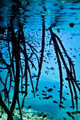 Submerged roots and a lot of guppies in Casa Cenote, Quintana Roo, Mxico. Casa Cenote,Guppies,Mxico,North America,Quintana Roo,Submerged Roots,Tulum,beauty in nature,cavern,cenote,fish,fresh water,natural wonder,outdoors,travel,underwater,yucatan peninsula