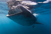 A whale shark with its mouth open, feeding near Isla Mujeres, Quintana Roo, Mexico Animals,Caribean,Inmense,Mxico,North America,Quintana Roo,Whale Shark,Wide Angle Photography,Wild,Wilderness,free diving,nature,ocean,tourism,travel,underwater,Sharks, Rays,Elasmobranchii,Rhincodonti