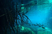 Divers exploring the natural wonders of cenote Casa Cenote, Quintana Roo, Mxico. Casa Cenote,Mxico,North America,Quintana Roo,Tulum,Wide Angle,beauty in nature,cavern,cenote,fresh water,natural wonder,outdoors,travel,underwater,yucatan peninsula