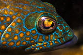 Portrait of brightly coloured fish GMacro photography,Mexico,North America,Pat,marine life,scuba diving,tourism,travel,underwater,Guerrero,Ixtapa Island,Macro photography