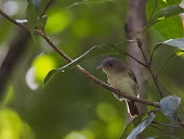 Brown fulvetta bird,aves,perched,Alcippe,Terrestrial,Sub-tropical,Wetlands,Timaliidae,Aves,Animalia,Passeriformes,Chordata,Near Threatened,Fresh water,Flying,Asia,Forest,IUCN Red List