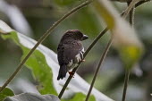Malay brown barbet, perched bird,aves,perched,near threatened