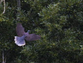 White-tailed laurel-pigeon flying, from above Laurel pigeon,bird,aves,Near Threatened,in flight,canopy