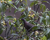 White-tailed laurel-pigeon, perched Laurel pigeon,bird,aves,Near Threatened,perched