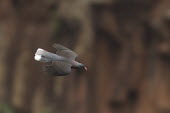 White-tailed laurel-pigeon, in flight Laurel pigeon,bird,aves,Near Threatened,in flight