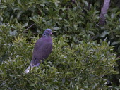 White-tailed laurel-pigeon perched on bush Laurel pigeon,bird,aves,Near Threatened,perched