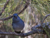 Blue chaffinch, perched on branch, front view bird,aves,perched,male,Flying,Animalia,Fringilla,Omnivorous,Near Threatened,Chordata,Fringillidae,Terrestrial,Coniferous,Europe,IUCN Red List,Passeriformes,Aves,Scrub,Forest