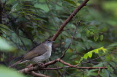 Buff-vented bulbul bird,aves,perched,olivacea,Animalia,Passeriformes,Asia,Terrestrial,Near Threatened,Aves,Omnivorous,Chordata,Forest,Iole,Pycnonotidae,IUCN Red List
