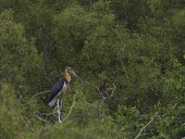 Lesser adjutant perched on branch bird,aves,perched,Aves,Asia,Vulnerable,Salt marsh,Aquatic,Streams and rivers,Leptoptilos,Terrestrial,Ciconiidae,Mangrove,Chordata,javanicus,Wetlands,Carnivorous,Flying,Animalia,Ciconiiformes,Ponds and
