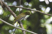 Dark-throared oriole bird,aves,perched,near threatened,female