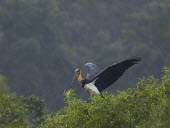 Lesser adjutant perched on tree tops bird,aves,perched,Aves,Asia,Vulnerable,Salt marsh,Aquatic,Streams and rivers,Leptoptilos,Terrestrial,Ciconiidae,Mangrove,Chordata,javanicus,Wetlands,Carnivorous,Flying,Animalia,Ciconiiformes,Ponds and