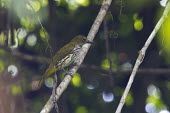 Dark-throared oriole, side view bird,aves,perched,near threatened,female