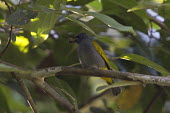 Grey-bellied bulbul bird,aves,perched,near threatened