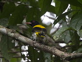 Dark-throared oriole, rear view bird,aves,perched,near threatened,male