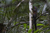 Horse-tailed squirrel climbing up tree mammal,squirrel,climbing,near threatened