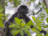 Silvered leaf monkey with young mammal,primate,young,parent,Old World Monkeys,Cercopithecidae,Mammalia,Mammals,Chordates,Chordata,Primates,Seasonal/monsoon forest,Herbivorous,Arboreal,Near Threatened,cristatus,Animalia,Trachypithecu