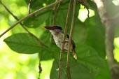 Lilac-cheeked kingfisher perched on branch Habitat,Adult,Species in habitat shot,Forests,Chordata,Asia,Cittura,Omnivorous,Sub-tropical,Coraciiformes,Agricultural,Near Threatened,cyanotis,Alcedinidae,Animalia,Flying,Aves,IUCN Red List
