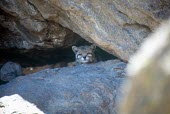 Andean cat in cave Adult,jacobita,Appendix I,Oreailurus,Carnivorous,South America,Carnivora,Endangered,Mountains,Soil,Terrestrial,Mammalia,Felidae,Animalia,Chordata,IUCN Red List