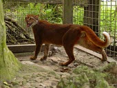 Borneo bay cat Adult,Adult Male,Forest,Terrestrial,Riparian,CITES,Felidae,IUCN Red List,Carnivorous,Appendix II,Endangered,Mammalia,Asia,Animalia,Pardofelis,Chordata,Carnivora