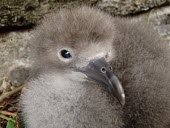 Wedge-tailed shearwater chick, close up Chick,Ciconiiformes,Herons Ibises Storks and Vultures,Chordates,Chordata,Procellariidae,Shearwaters and Petrels,Aves,Birds,Coastal,Carnivorous,Puffinus,Shore,Aquatic,Marine,Australia,Asia,Flying,Afric