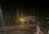 Diard's clouded leopard caught on camera trap Locomotion,Species in habitat shot,Habitat,Walking,Adult,Tropical,Forests,Vulnerable,Rainforest,Terrestrial,Felidae,Asia,Animalia,Neofelis,Mammalia,Mountains,Carnivorous,Chordata,diardi,Carnivora,IUCN