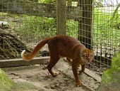 Borneo bay cat, captive Adult,Forest,Terrestrial,Riparian,CITES,Felidae,IUCN Red List,Carnivorous,Appendix II,Endangered,Mammalia,Asia,Animalia,Pardofelis,Chordata,Carnivora