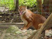 Borneo bay cat in captivity Adult,Forest,Terrestrial,Riparian,CITES,Felidae,IUCN Red List,Carnivorous,Appendix II,Endangered,Mammalia,Asia,Animalia,Pardofelis,Chordata,Carnivora