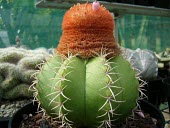 Dwarf Turk's cap cactus Martin Magnoliopsida,Terrestrial,Caryophyllales,Scrub,Endangered,Melocactus,Photosynthetic,South America,Tropical,Tracheophyta,Cactaceae,Sub-tropical,Plantae,IUCN Red List