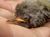 Ten day old Mauritius olive white-eye chick, close up Chick,Agricultural,Passeriformes,Animalia,Omnivorous,Arboreal,Chordata,Aves,chloronothus,Africa,Critically Endangered,Zosteropidae,Tropical,Flying,Zosterops,IUCN Red List
