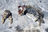 Dead Andean cats, used in ceremonies as icons with special powers Threats to existence,Hunting,jacobita,Appendix I,Oreailurus,Carnivorous,South America,Carnivora,Endangered,Mountains,Soil,Terrestrial,Mammalia,Felidae,Animalia,Chordata,IUCN Red List