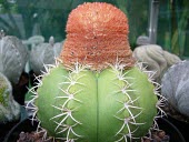Dwarf Turk's cap cactus Magnoliopsida,Terrestrial,Caryophyllales,Scrub,Endangered,Melocactus,Photosynthetic,South America,Tropical,Tracheophyta,Cactaceae,Sub-tropical,Plantae,IUCN Red List