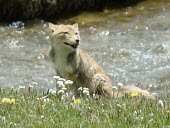 Tibetan fox sitting on river bank Adult,Mammalia,Mammals,Carnivores,Carnivora,Dog, Coyote, Wolf, Fox,Canidae,Chordates,Chordata,Least Concern,Terrestrial,Animalia,Grassland,ferrilata,Asia,IUCN Red List,Vulpes,Carnivorous