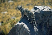 Andean cat walking over rock Adult,jacobita,Appendix I,Oreailurus,Carnivorous,South America,Carnivora,Endangered,Mountains,Soil,Terrestrial,Mammalia,Felidae,Animalia,Chordata,IUCN Red List