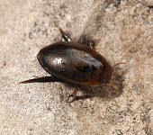 Agabus brunneus Animalia,Dytiscidae,Agabus,Aquatic,Streams and rivers,Europe,Arthropoda,Vulnerable,Coleoptera,Insecta