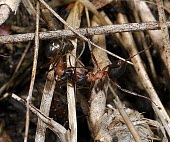 Narrow headed ants interacting Heathland,Insecta,Flying,Formica,Endangered,Animalia,Omnivorous,Hymenoptera,Scrub,Coniferous,Europe,Broadleaved,Terrestrial,Arthropoda,Asia,Formicidae