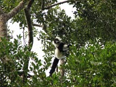 Southern ruffed lemur Adult,Climbing,Locomotion,Chordata,Africa,Herbivorous,Animalia,variegata,Arboreal,Lemuridae,Appendix I,Terrestrial,Mammalia,Varecia,Endangered,Primates,Rainforest,IUCN Red List,Critically Endangered