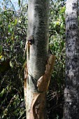 Jatropha chamelensis bark, close up Mature form,Magnoliopsida,Jatropha,Plantae,Euphorbiales,Vulnerable,South America,Terrestrial,Photosynthetic,Forest,Tracheophyta,Euphorbiaceae,IUCN Red List