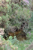 Agabus brunneus freshwater habitat Animalia,Dytiscidae,Agabus,Aquatic,Streams and rivers,Europe,Arthropoda,Vulnerable,Coleoptera,Insecta