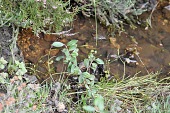Agabus brunneus stream habitat Animalia,Dytiscidae,Agabus,Aquatic,Streams and rivers,Europe,Arthropoda,Vulnerable,Coleoptera,Insecta