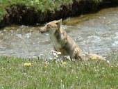 Tibetan fox sitting on river bank Adult,Mammalia,Mammals,Carnivores,Carnivora,Dog, Coyote, Wolf, Fox,Canidae,Chordates,Chordata,Least Concern,Terrestrial,Animalia,Grassland,ferrilata,Asia,IUCN Red List,Vulpes,Carnivorous