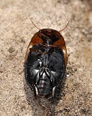 Agabus brunneus underside Animalia,Dytiscidae,Agabus,Aquatic,Streams and rivers,Europe,Arthropoda,Vulnerable,Coleoptera,Insecta