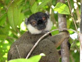 White-collared brown lemur Adult,Africa,Critically Endangered,Arboreal,Primates,Eulemur,Animalia,Mammalia,Herbivorous,Appendix I,Lemuridae,cinereiceps,Chordata,Rainforest,IUCN Red List,Endangered