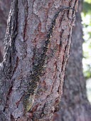 Abronia mixteca on a tree trunk Adult,Vulnerable,Squamata,Anguidae,Arboreal,Animalia,Chordata,Abronia,North America,Forest,Reptilia,Carnivorous,mixteca,IUCN Red List