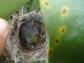 Twelve day old Mauritius olive white-eye chick in nest Chick,Agricultural,Passeriformes,Animalia,Omnivorous,Arboreal,Chordata,Aves,chloronothus,Africa,Critically Endangered,Zosteropidae,Tropical,Flying,Zosterops,IUCN Red List