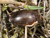 Agabus brunneus on vegetation Animalia,Dytiscidae,Agabus,Aquatic,Streams and rivers,Europe,Arthropoda,Vulnerable,Coleoptera,Insecta