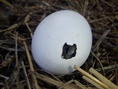 Wedge-tailed shearwater starting to break out of egg Egg,Ciconiiformes,Herons Ibises Storks and Vultures,Chordates,Chordata,Procellariidae,Shearwaters and Petrels,Aves,Birds,Coastal,Carnivorous,Puffinus,Shore,Aquatic,Marine,Australia,Asia,Flying,Africa,