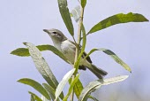 Least Bell's vireo (subspecies V. b. pusillus) perched on plant Adult,Forest,Temperate,Tropical,IUCN Red List,Arboreal,Aves,Omnivorous,Flying,North America,South America,Chordata,Terrestrial,Vireo,Passeriformes,Near Threatened,Vireonidae,Animalia