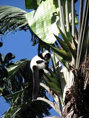 Southern ruffed lemur grooming Adult,Grooming,Self-grooming,Chordata,Africa,Herbivorous,Animalia,variegata,Arboreal,Lemuridae,Appendix I,Terrestrial,Mammalia,Varecia,Endangered,Primates,Rainforest,IUCN Red List,Critically Endangere
